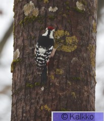 valkoselkätikka 355.jpg