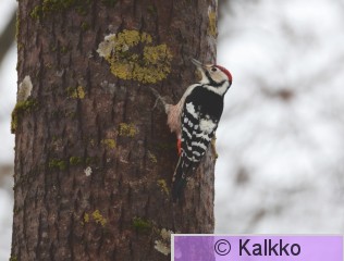 valkoselkätikka 361.jpg