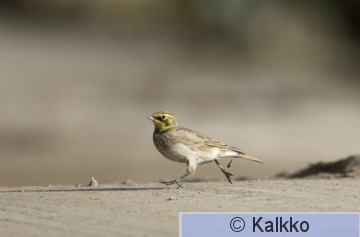 tunturikiuru 142.jpg