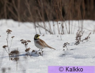 tunturikiuru 190.jpg