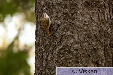 Certhia_familiaris 2 (1).jpg