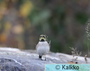 tunturikiuru 202.jpg