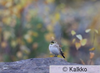 tunturikiuru 210.jpg