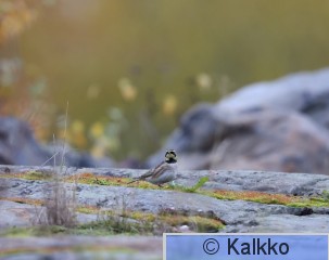 tunturikiuru 214.jpg