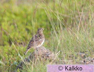 tunturikiuru 071.jpg