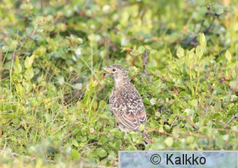 tunturikiuru 077.jpg