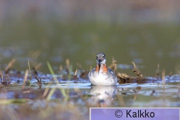 vesipääsky 003.jpg