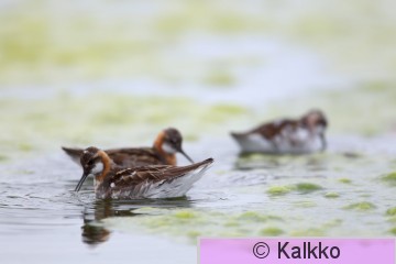 vesipääsky 009.jpg