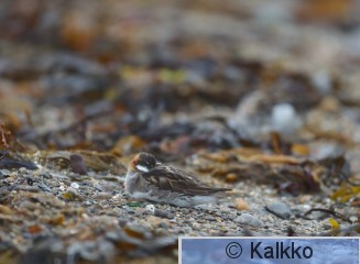 vesipääsky 038.jpg