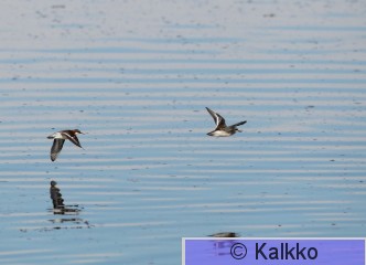 vesipääsky 046.jpg