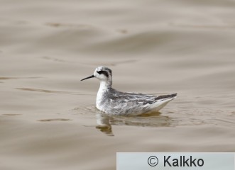 vesipääsky 064.jpg