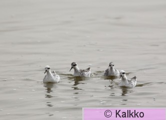 vesipääsky 074.jpg