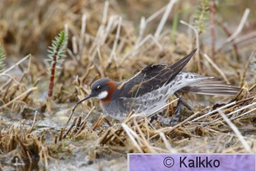 vesipääsky 087.jpg