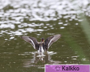 vesipääsky 104.jpg