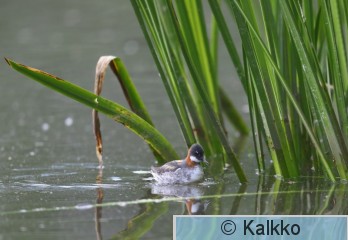 vesipääsky 107.jpg