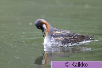 vesipääsky 127.jpg