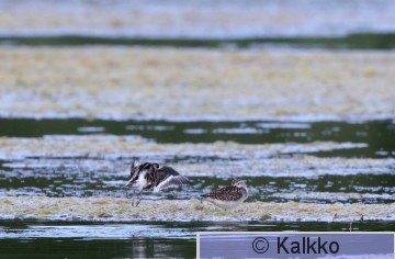 vesipääsky 142.jpg