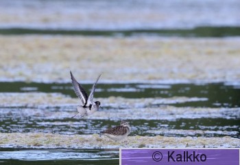 vesipääsky 144.jpg