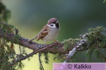 pikkuvarpunen 103.jpg