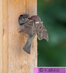 pikkuvarpunen 147.jpg