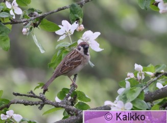 pikkuvarpunen 181.jpg