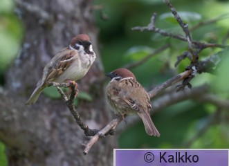 pikkuvarpunen 192.jpg