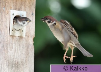 pikkuvarpunen 196.jpg