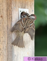 pikkuvarpunen 198.jpg