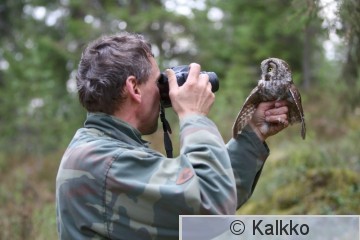 helmipöllö 010.jpg