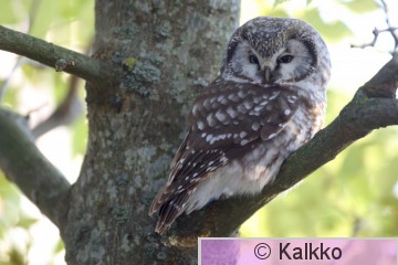 helmipöllö 085.jpg