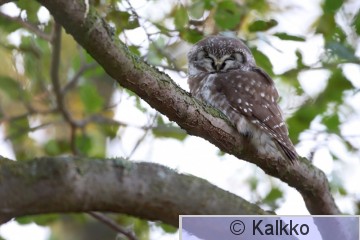 helmipöllö 097.jpg