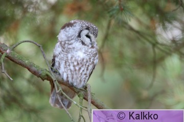 helmipöllö 118.jpg