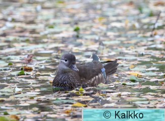 mandariinisorsa 014.jpg