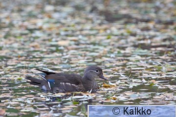 mandariinisorsa 020.jpg