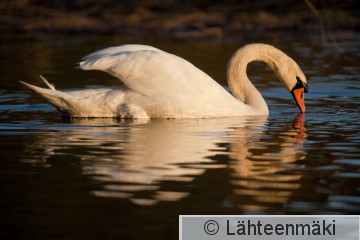 Kyhmyjoutsen koiras3 6.5.2011_Reijo Lähteenmäki.jpg