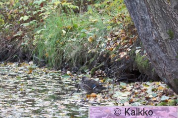 mandariinisorsa 027.jpg