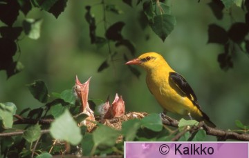 kuhankeittäjä 002.jpg