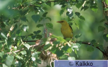 kuhankeittäjä 016.jpg