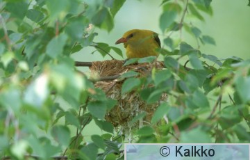 kuhankeittäjä 018.jpg