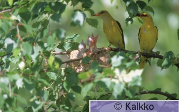 kuhankeittäjä 019.jpg