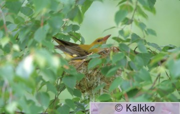 kuhankeittäjä 023.jpg