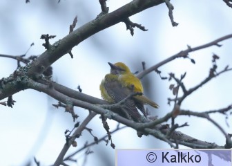 kuhankeittäjä 006.jpg