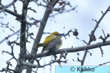 kuhankeittäjä 011.jpg