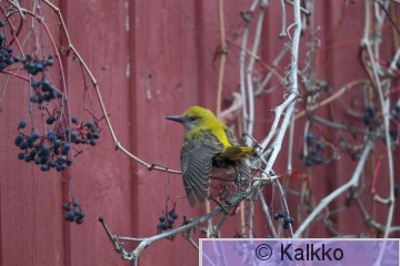 kuhankeittäjä 028.jpg