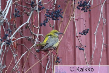 kuhankeittäjä 033.jpg