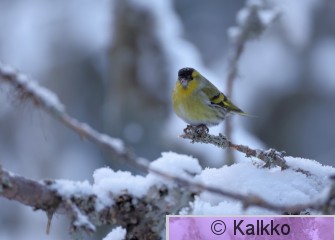 vihervarpunen 288.jpg