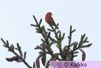 pikkukäpylintu 356.jpg