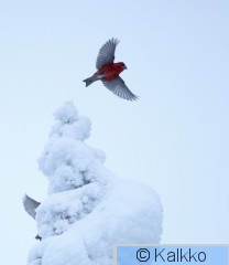 pikkukäpylintu 044.jpg