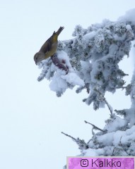 pikkukäpylintu 048.jpg