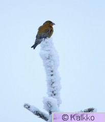 pikkukäpylintu 060.jpg